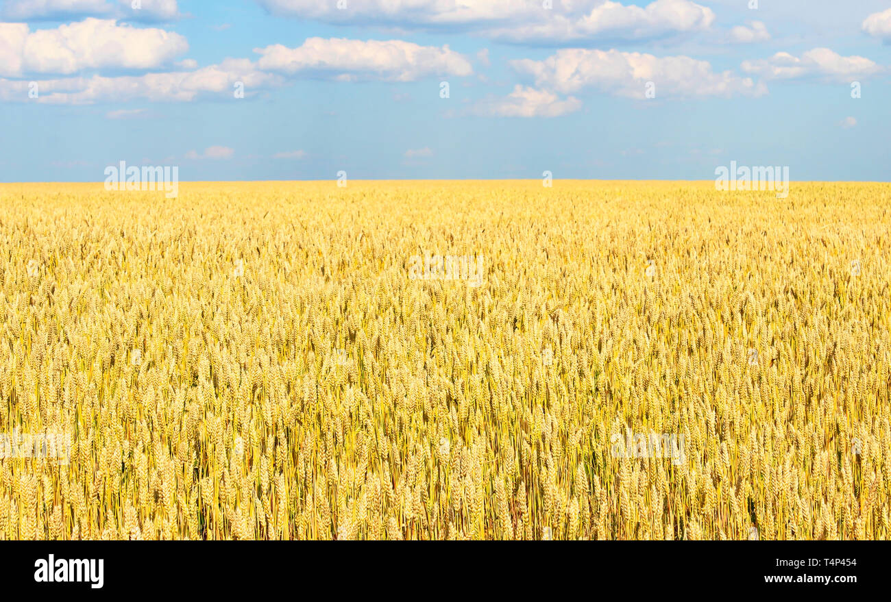 Endlose Weizenfeld, Rückzug in die Ferne jenseits des Horizonts Stockfoto