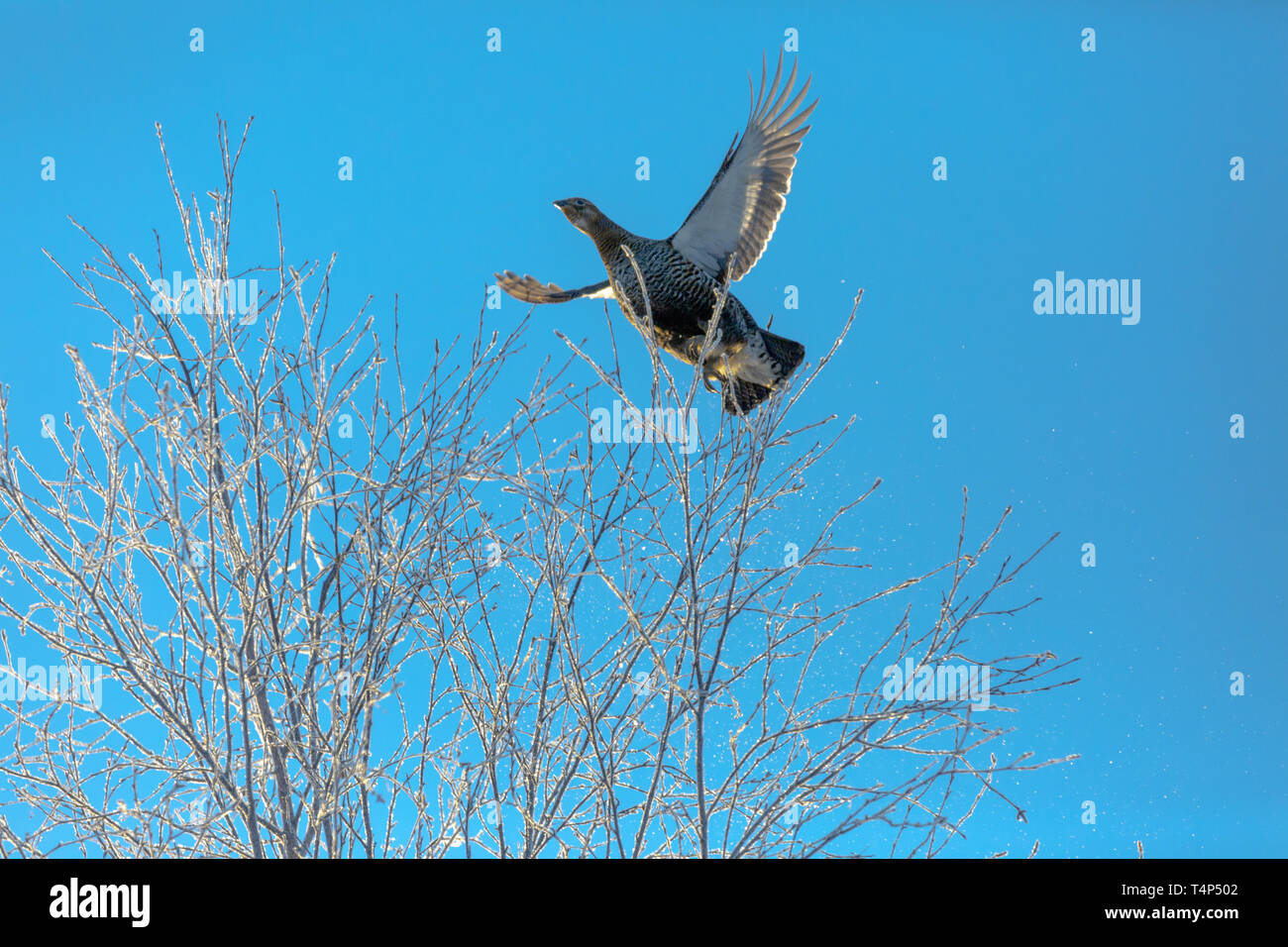 Weibliche Birkhuhn fliegt im Winter von einem Baum, bedeckt mit Raureif vor einem strahlend blauen Himmel Stockfoto