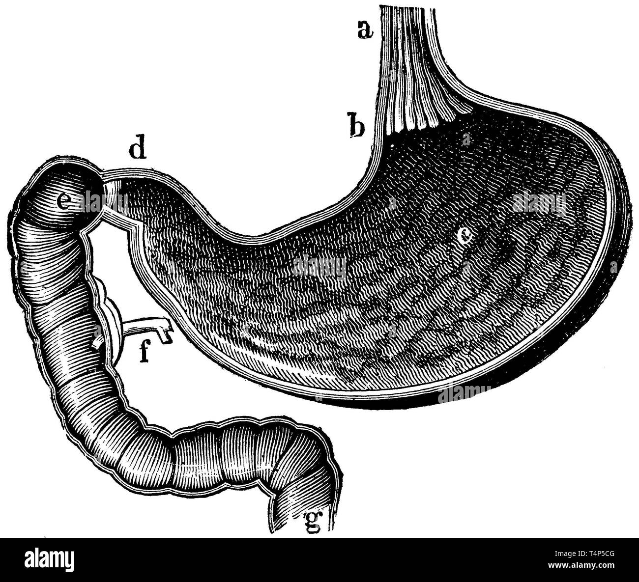 Magen. a) Speiseröhre, b) cardia oder des Magens, c) innere Magen, d) Kiefer des Magens (pylorus), e) Zwölffingerdarm, f) Kreuzung der Bauchspeicheldrüse, g) Übergang in den Dünndarm, anonym 1887 Stockfoto