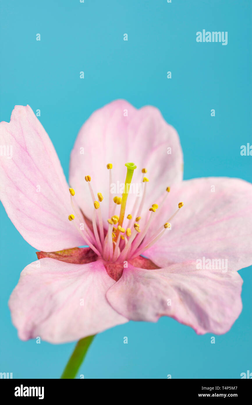 Rosa Kirschblüten Blume. Stockfoto