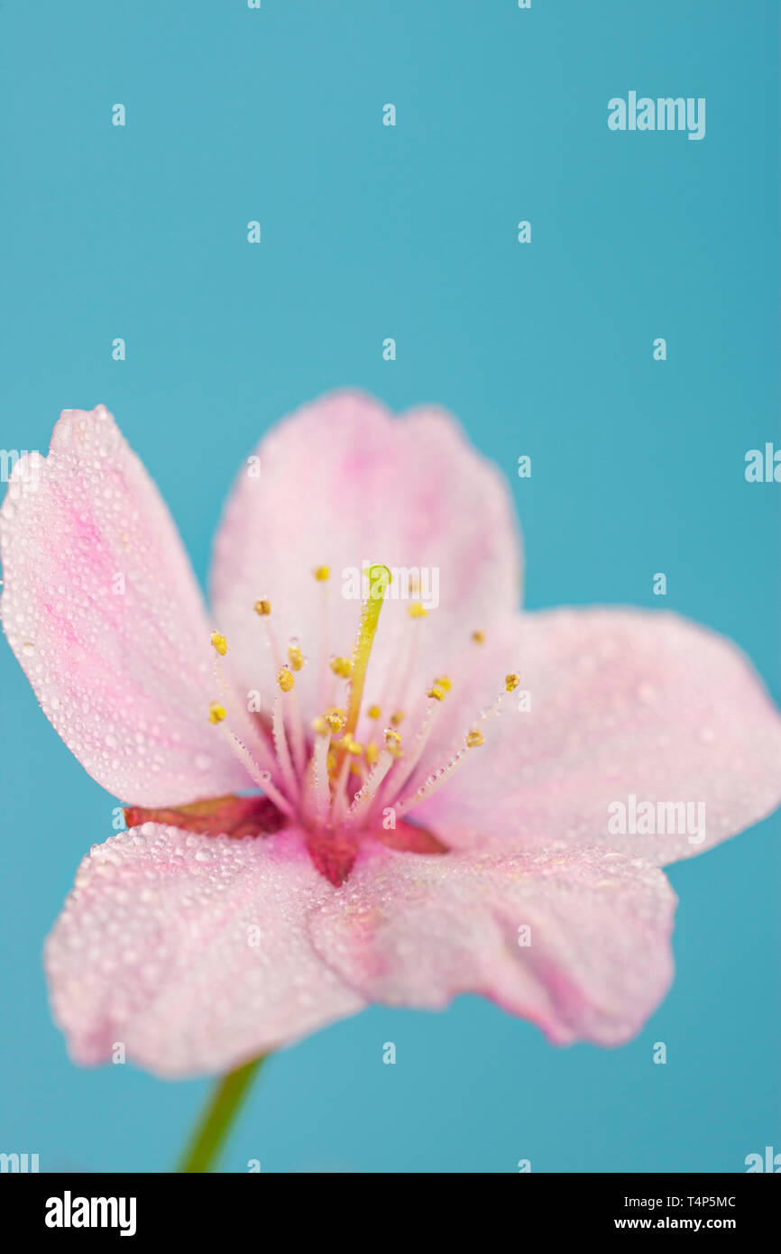 Rosa Kirschblüten Blume. Stockfoto