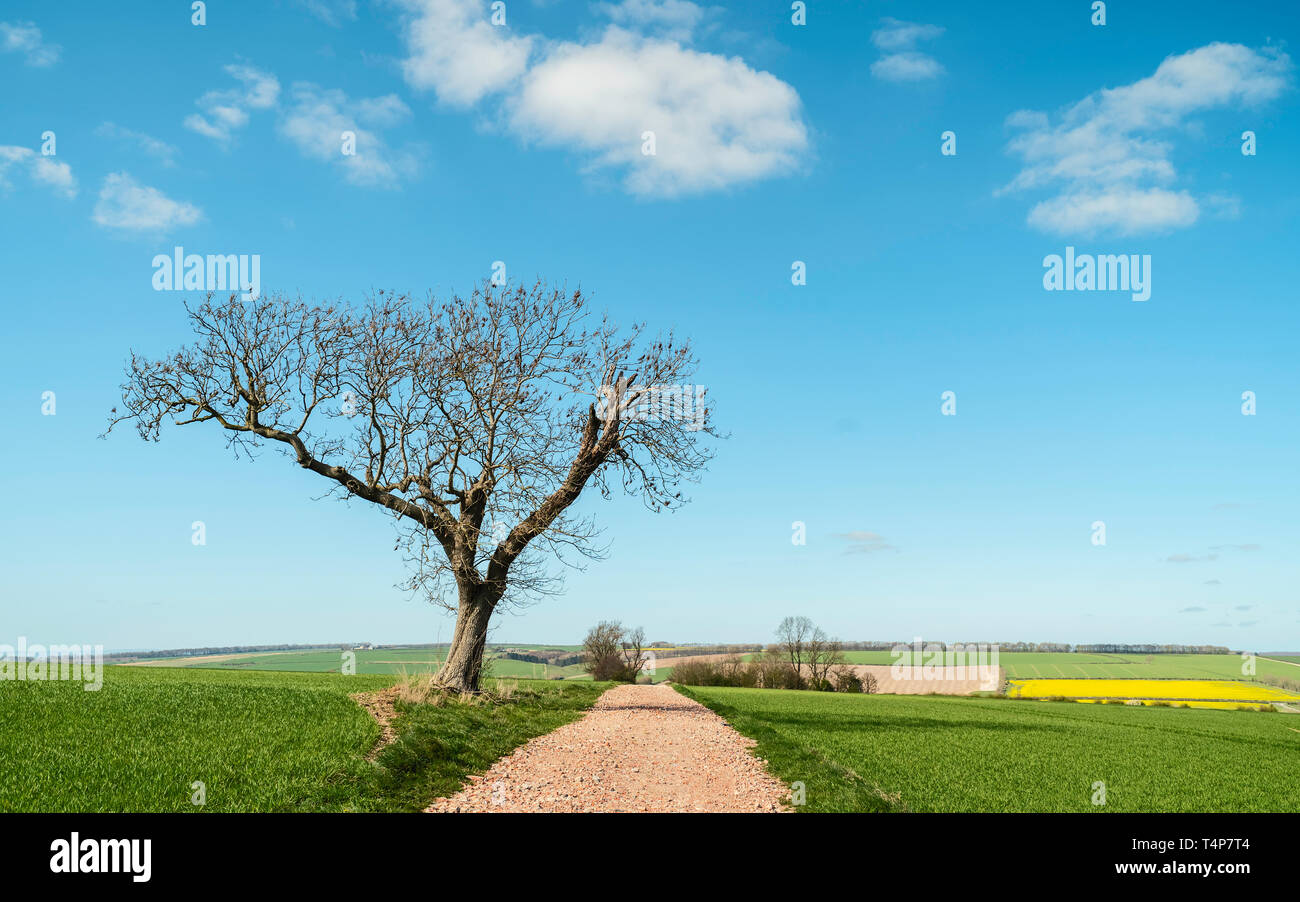 Sledmere, Yorkshire, Großbritannien. Fußweg durch Felder von Gras von Bäumen unter einem bewölkten Himmel grenzt an einem hellen Frühling Morgen in der Wolds, Sledmere, York Stockfoto