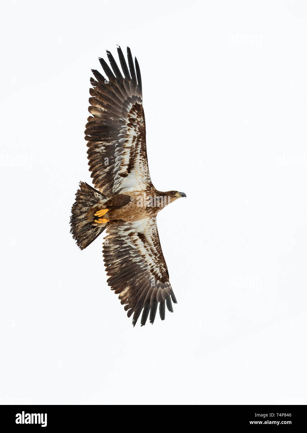 Juvenile Weißkopfseeadler haliaeetus Leucocephalus im Flug Jagd über einem Feld in Kanada Stockfoto