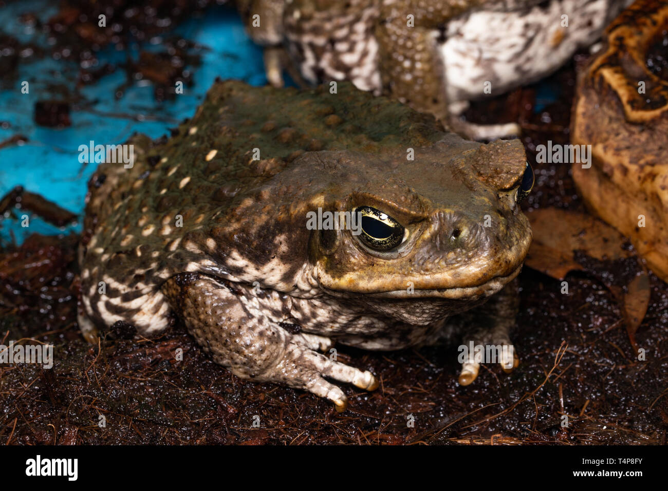 Zuckerrohr Kröte - Bufo marinus - auch als Riese neotropischer oder marine Kröte bekannt. Stockfoto