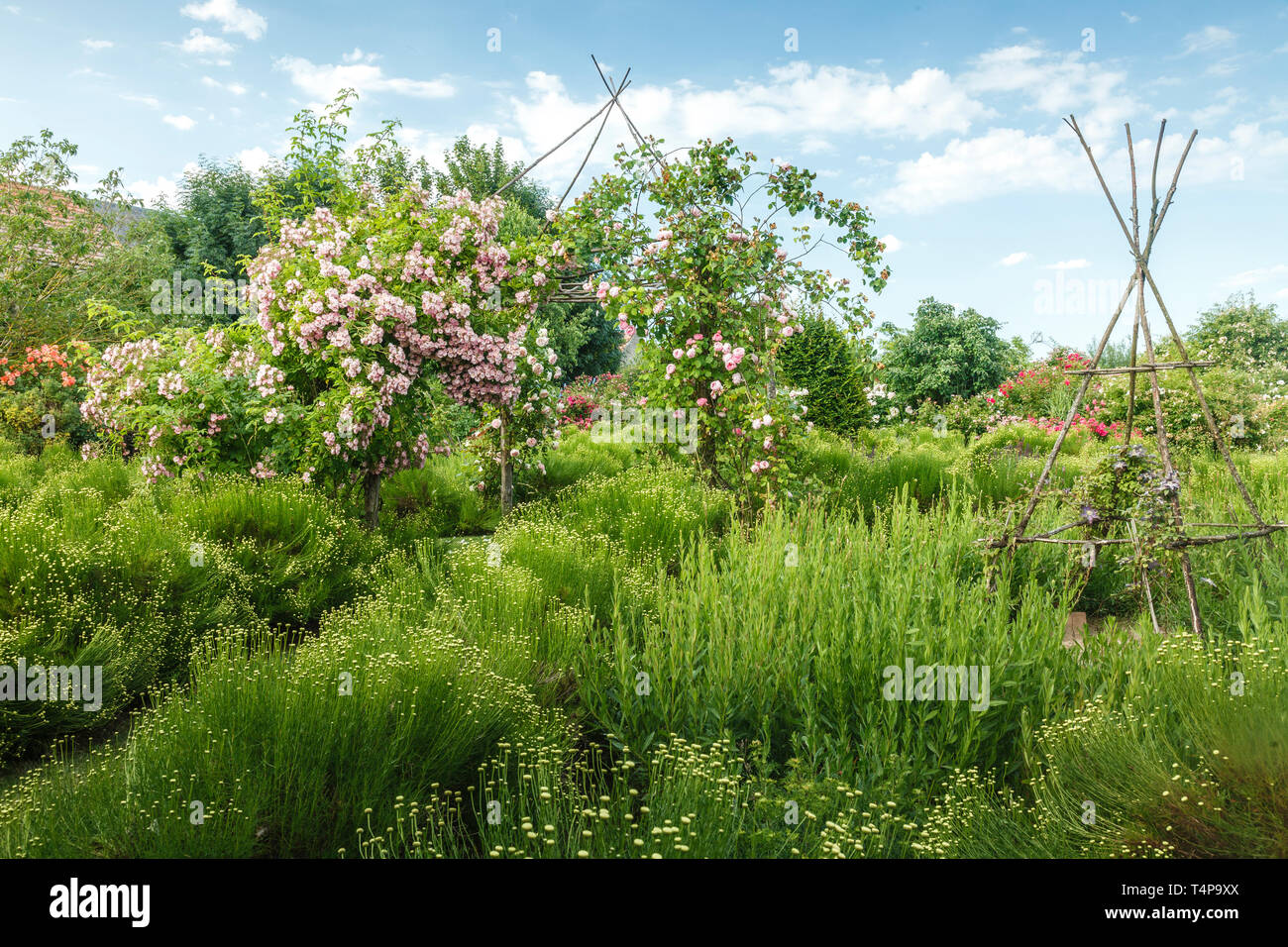 Roquelin's Gardens, Les Jardins de Roquelin, Frankreich: Grün (Santolina rosmarinifolia Santolina Blumenbeet) mit in der Mitte einen hölzernen Gloriette und t Stockfoto