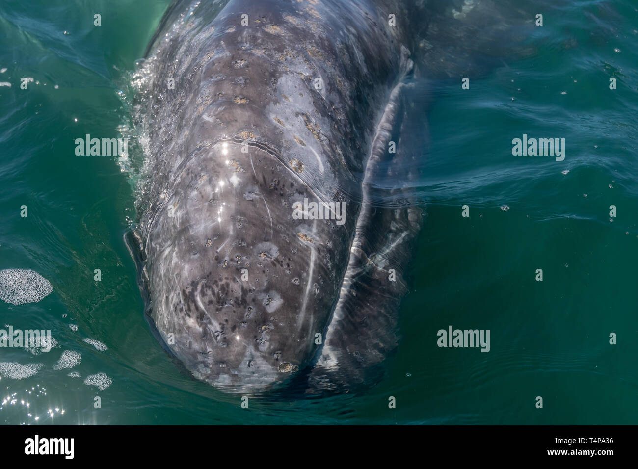 In der Nähe von einem Grauen Wal (Eschrichtius robustus) Kopf in Baja California, Mexiko. Stockfoto