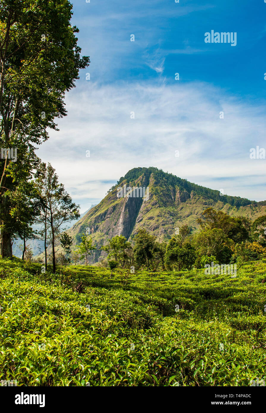 Anzeigen von Little Adam's Peak in Ella in Sri Lanka Stockfoto