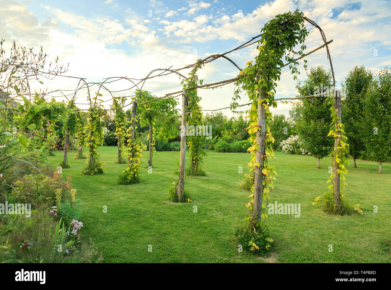 Roquelin's Gardens, Les Jardins de Roquelin, Frankreich: lange Tunnel pergola gepflanzt mit goldenen Hopfen (Humulus lupulus 'Aureus') und Jungfrau Reben mit 5. Stockfoto
