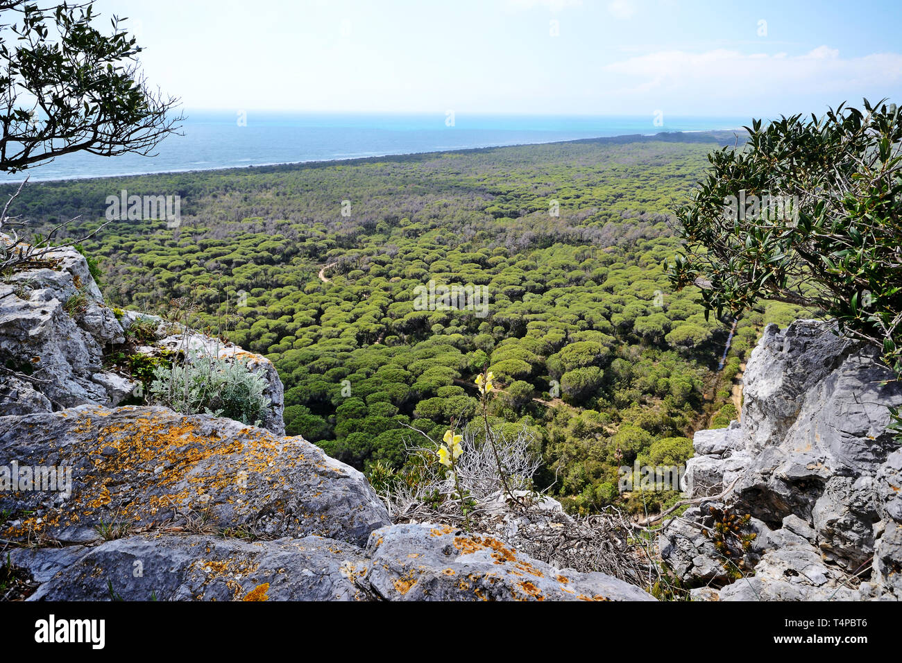 Luftaufnahme der wilden Küste der Maremma, in der südlichen Toskana, Italien, mit seiner großen Pinienwald Stockfoto