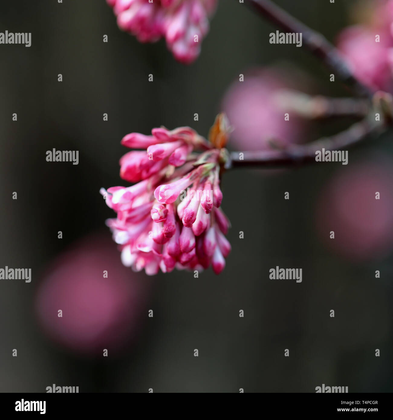 Schön, weiblich und romantischen kleinen rosa Blüten in Nyon, Schweiz  fotografiert. Diese niedlichen kleinen Blumen mit Makro Objektiv  fotografiert Stockfotografie - Alamy