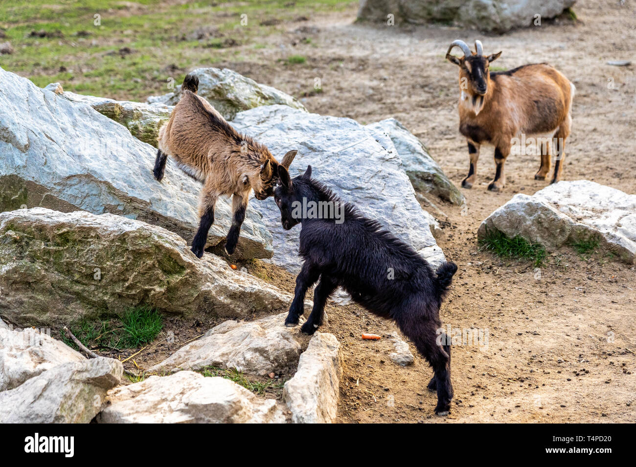 Zwei Böcke kämpfen auf Felsen im Opel Zoo, Königstein im Taunus Stockfoto