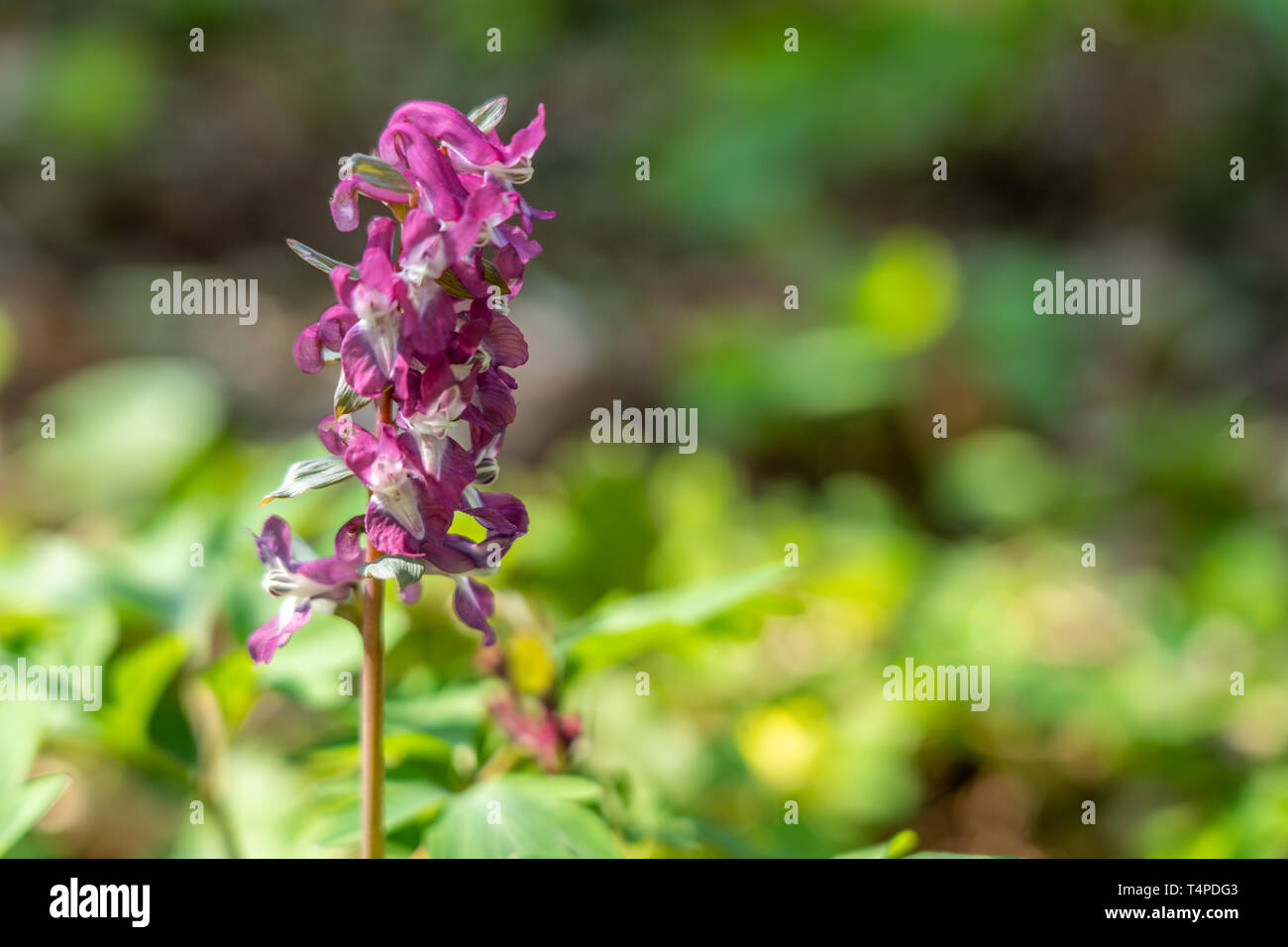 Nahaufnahme der corydalis Blume Wald Wald, Frankfurt, Deutschland Stockfoto