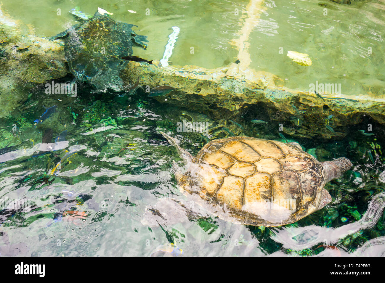 Riesenschildkröten mit hartem Leder Schalen schwimmen in Gefangenschaft in Seaworld in Orlando. Stockfoto