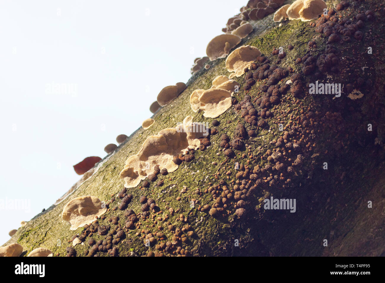Verschiedene baum Pilze Stockfoto