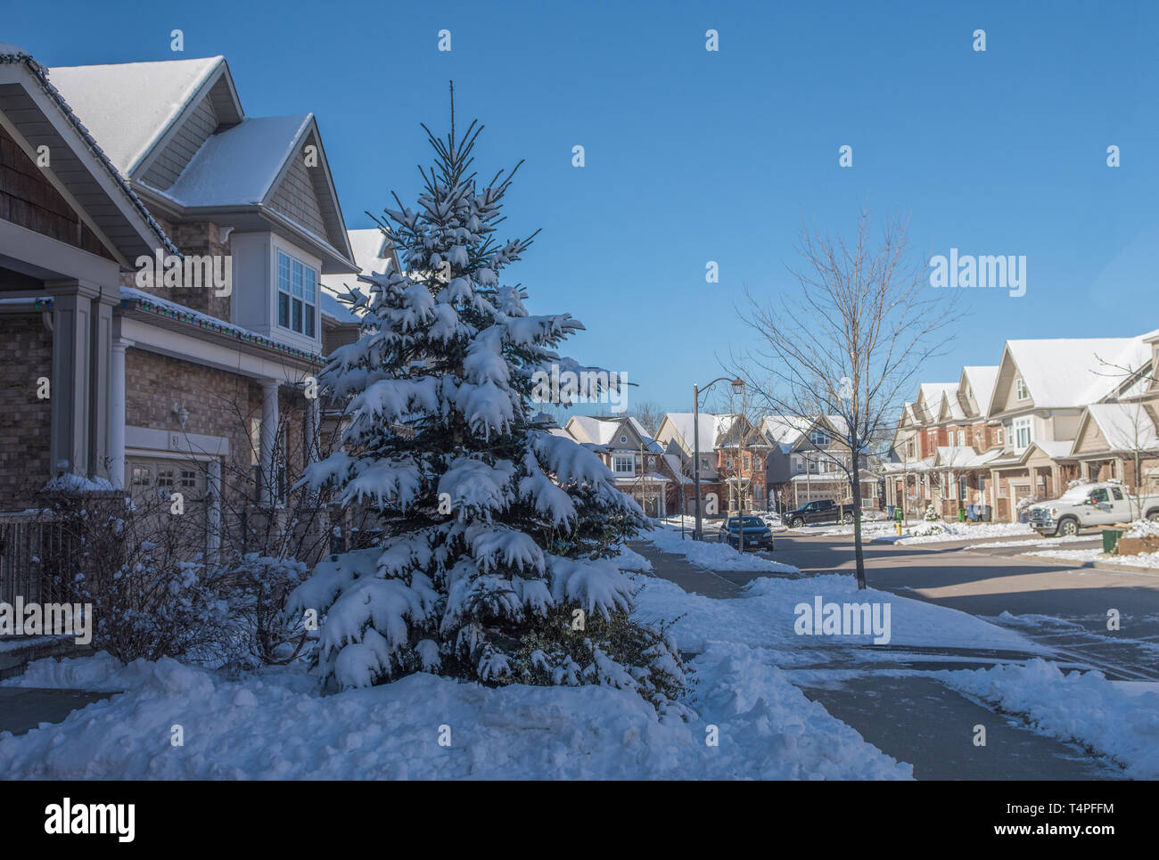 Eine große, schöne Tanne wächst in der Nähe des Hauses, bedeckt mit Schnee vom letzten Schneesturm Stockfoto