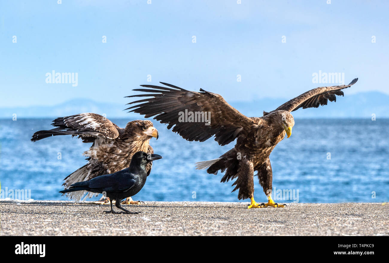 Seeadler ist die Landung. Wissenschaftlicher Name: Haliaeetus albicilla, auch bekannt als der Ausfuhrerstattungsnomenklatur, Erne, grau Adler, Eurasischen Seeadler und Seeadler Meer Stockfoto