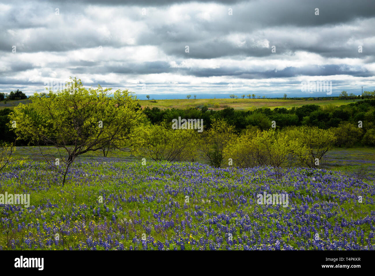 Bluebonnet Feld bei bewölktem Himmel in der Nähe von Ennis, Texas Stockfoto