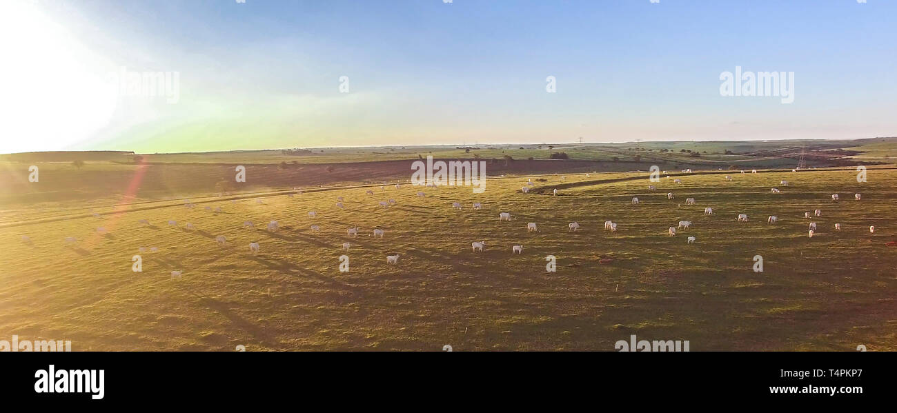 Rinder grasen auf der Weide bei Sonnenuntergang auf einer schönen grünen Weide Stockfoto