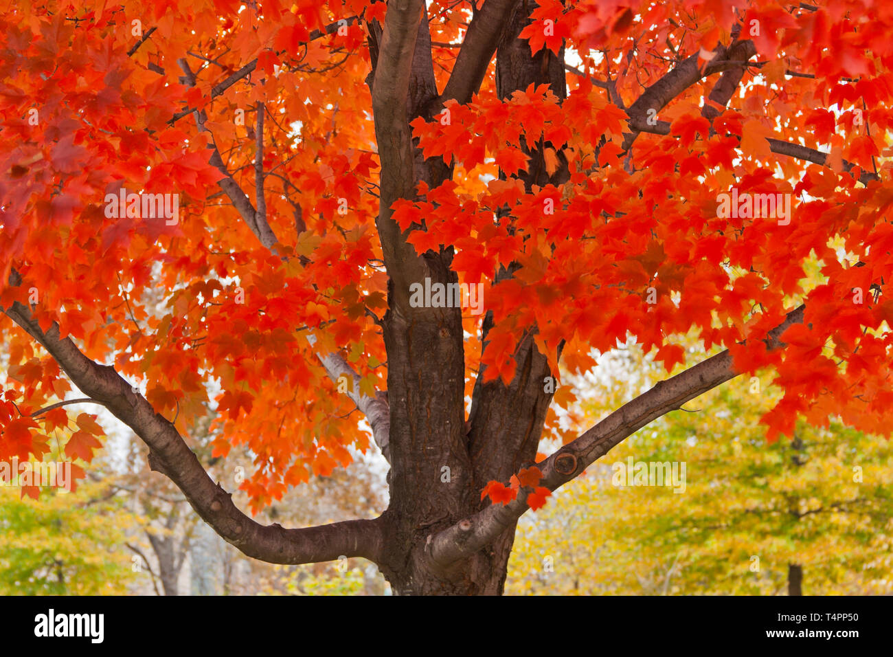 Die hellen crimson Herbst Laub eines Ahorn Baum sollten Geister sogar auf einem trostlosen Tag erhellen. St. Louis Forest Park am Veterans' Tag, 2013. Stockfoto