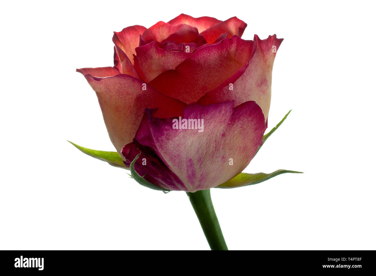 Rose Blume Kopf auf weißem Hintergrund Stockfoto