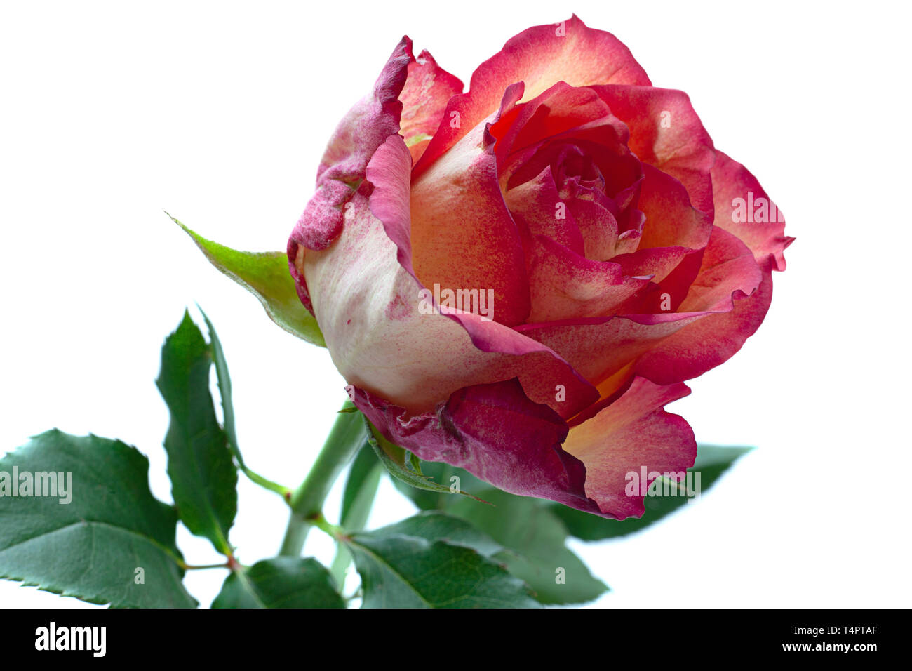 Rose Blume Kopf auf weißem Hintergrund Stockfoto