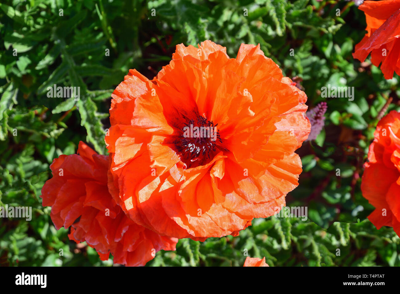 Roter Mohn in Natal Garten, Invergordon, Highland, Schottland, Vereinigtes Königreich Stockfoto
