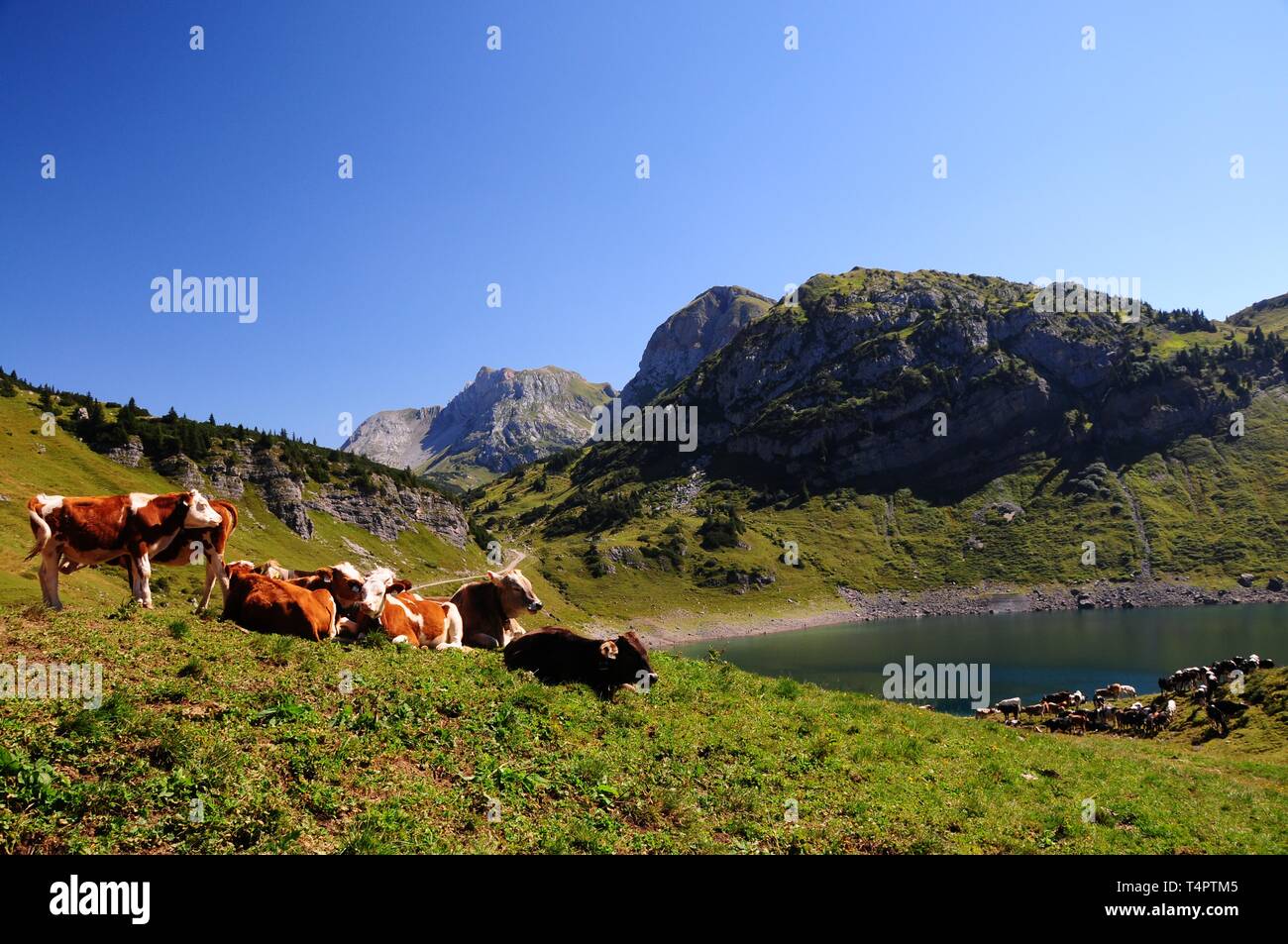 Formarinsee, Lechquellengebirge, Dalaas, Vorarlberg, Österreich, Europa Stockfoto