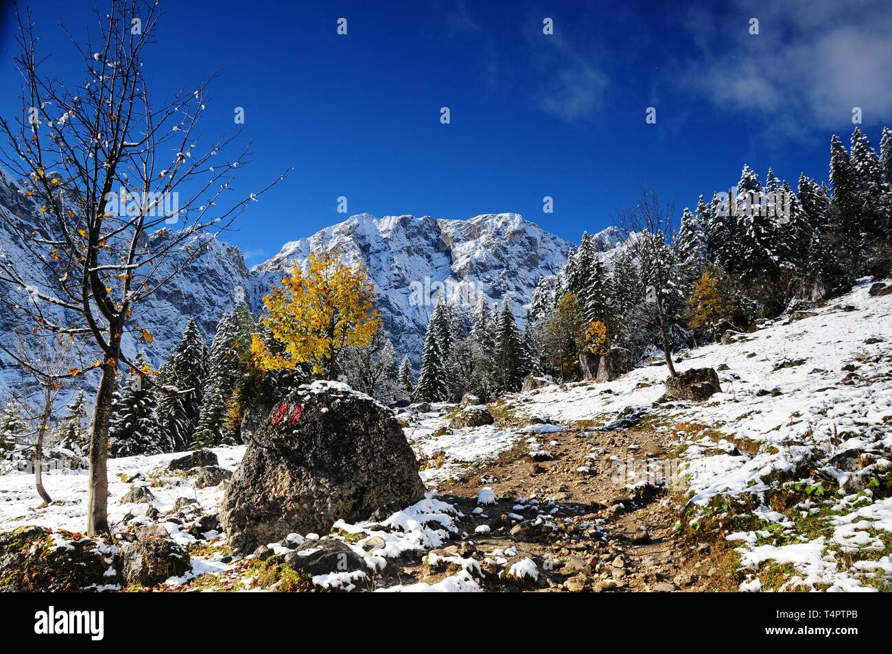 Bergahorn im ersten Schnee, großer Ahornboden, Eng, Österreich, Europa Stockfoto