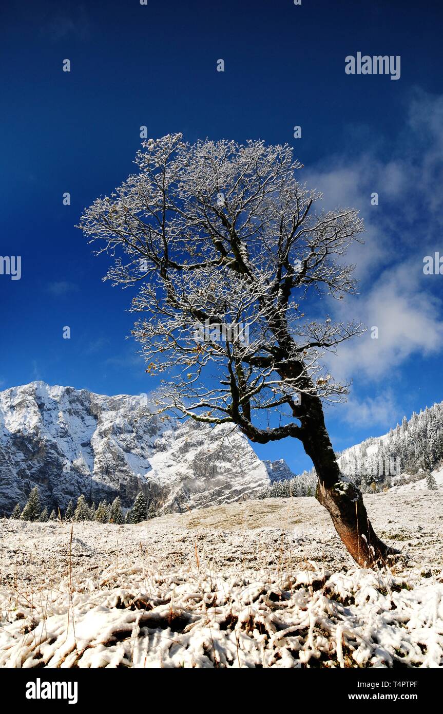 Bergahorn im ersten Schnee, großer Ahornboden, Eng, Österreich, Europa Stockfoto