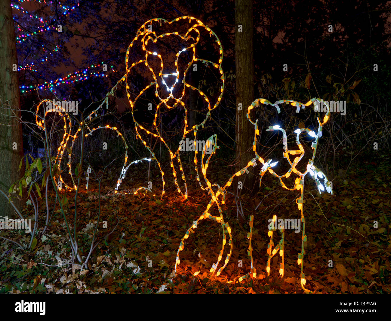 Weihnachtsbeleuchtung Stockfoto