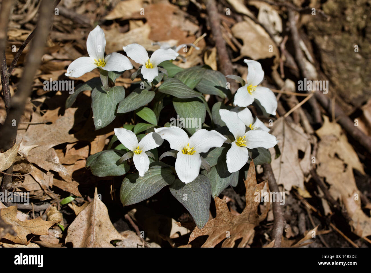 Nahaufnahme der weiße Schnee Trillium Wildblumen in ihrem natürlichen Lebensraum Stockfoto