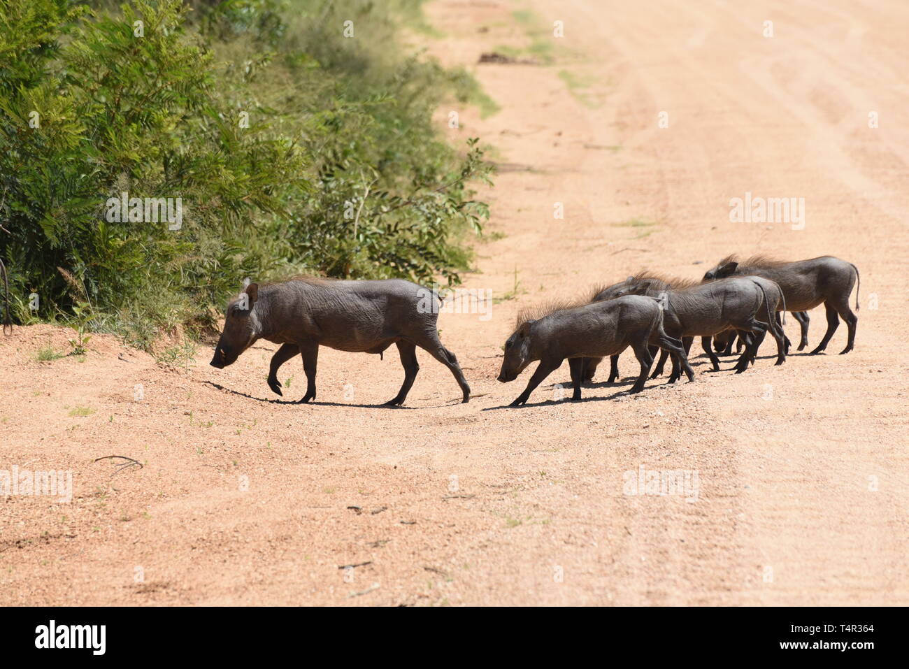 Warzenschwein (Phacochoerus africanus) und Junge. Warzenschweine sind eine wilde Mitglied der Familie der Schweine (Suidae) im Grünland, Savannah gefunden, und Waldland in sub-Sa Stockfoto