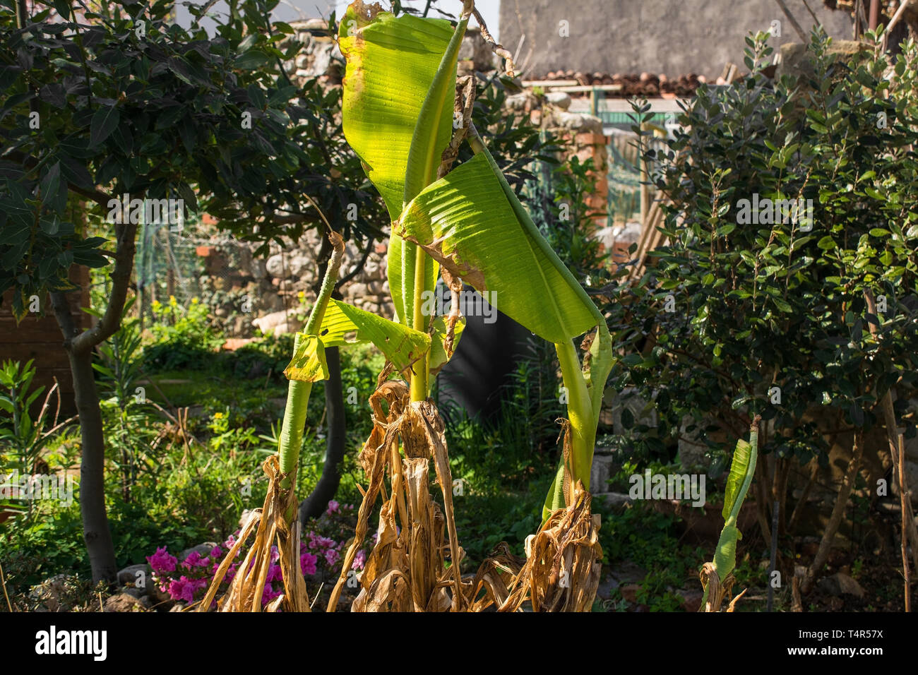 Neue, frische Blätter auf einer Bananenstaude Wurfgeschoss im Frühjahr in einem Garten in Nord-Ost Italien Stockfoto