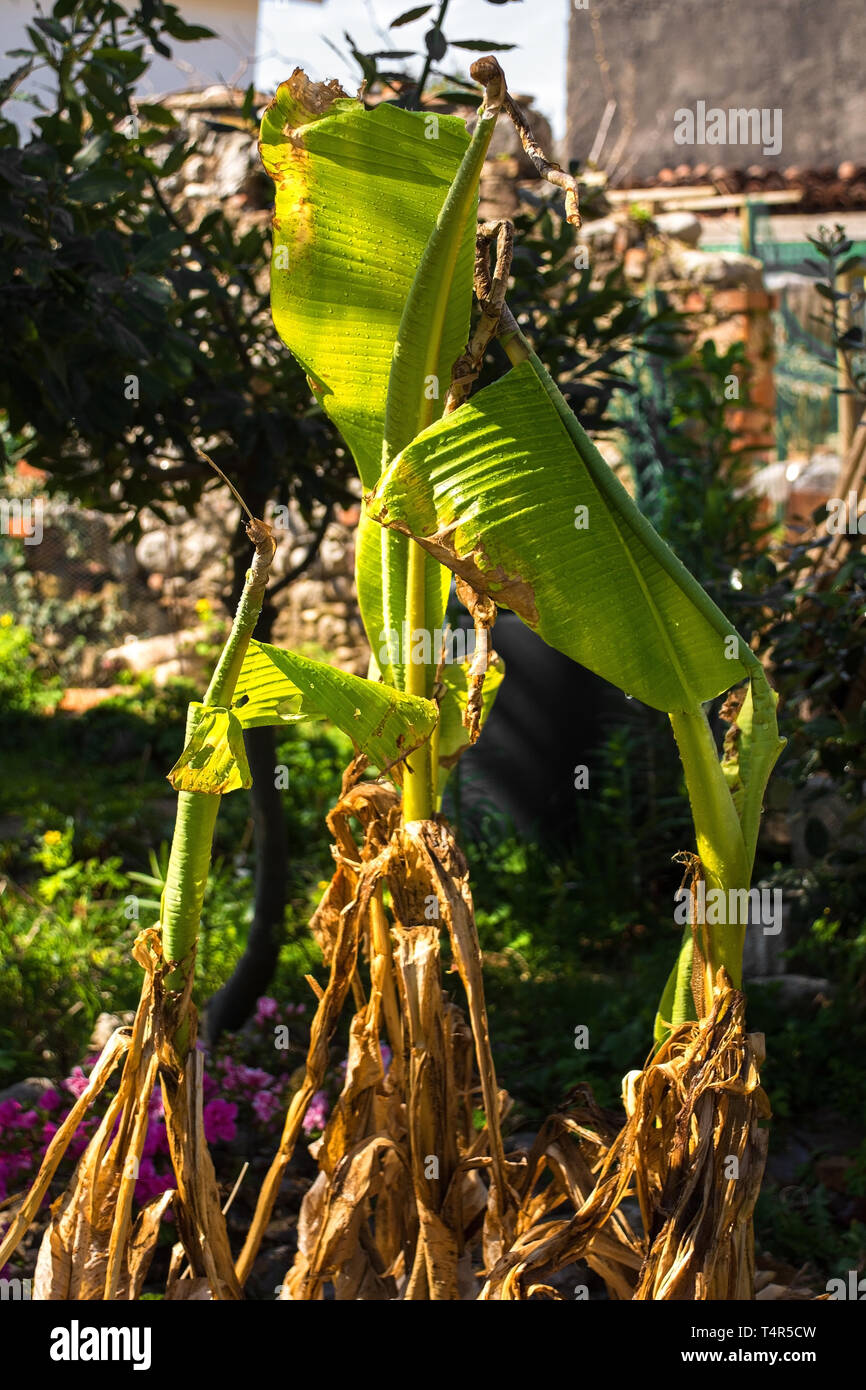 Neue, frische Blätter auf einer Bananenstaude Wurfgeschoss im Frühjahr in einem Garten in Nord-Ost Italien Stockfoto