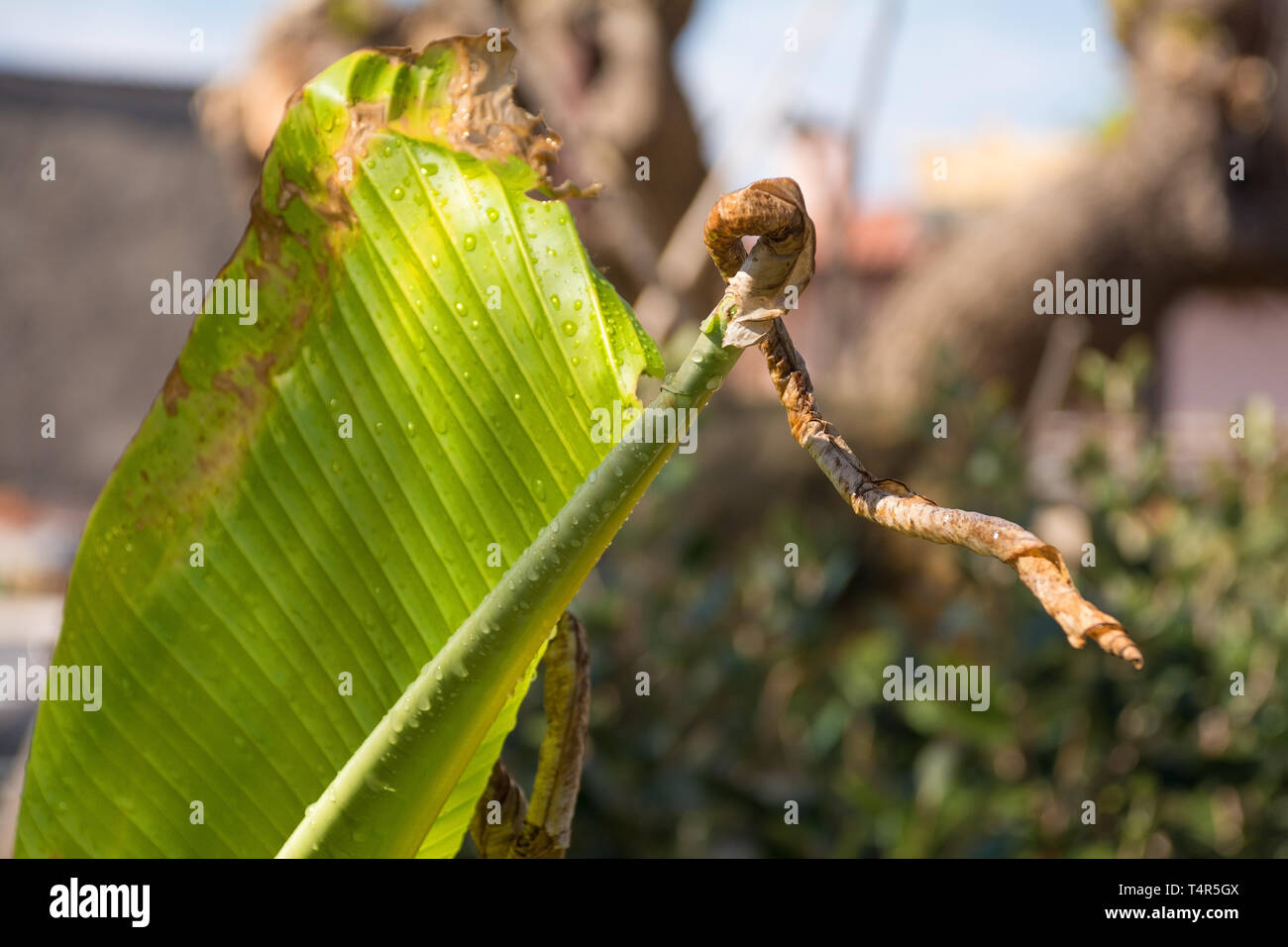 Neue, frische Blätter auf einer Bananenstaude Wurfgeschoss im Frühjahr in einem Garten in Nord-Ost Italien Stockfoto