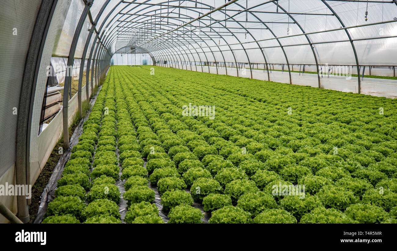 Reihen von Pflanzen und Gemüse wächst in einem Gewächshaus Stockfoto