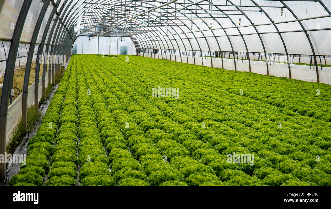 Reihen von Pflanzen und Gemüse wächst in einem Gewächshaus Stockfoto