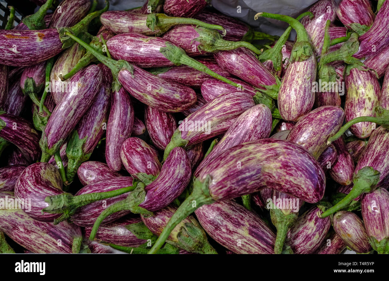 Nahaufnahme von Aubergine, Auberginen, auf Verkauf und bereit gewählt zu werden. Stockfoto