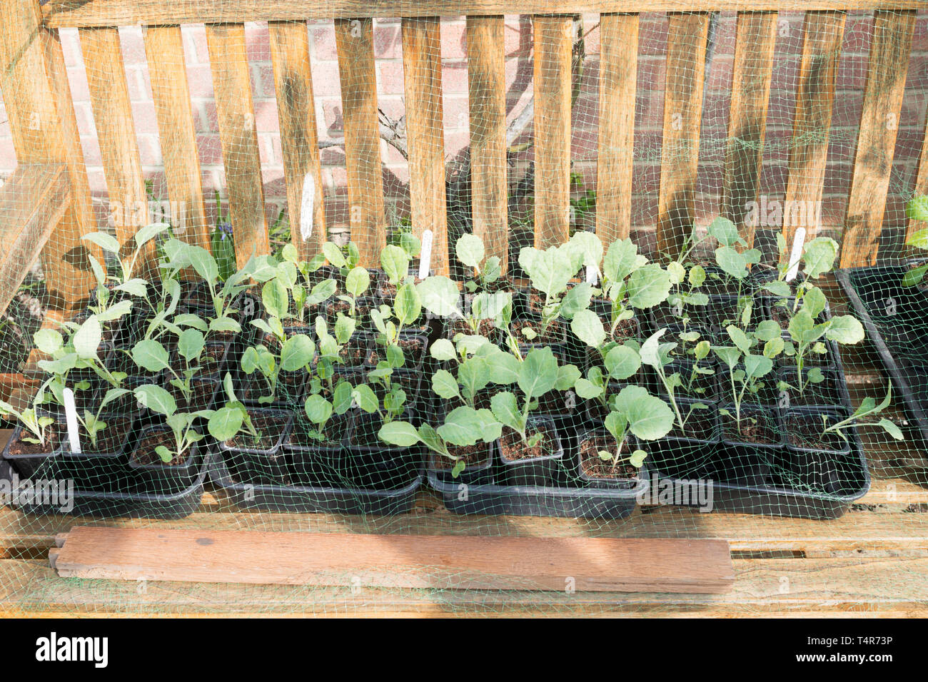 Brassica Sämlinge werden vor dem Auspflanzen gehärtet, England, Großbritannien Stockfoto