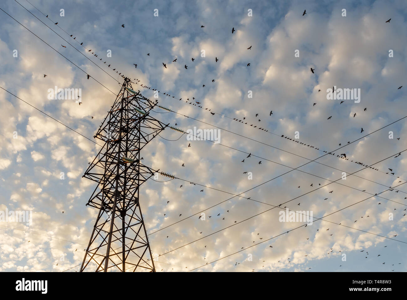 Wieso Können Vögel Auf Stromleitungen Sitzen www.alamy.de