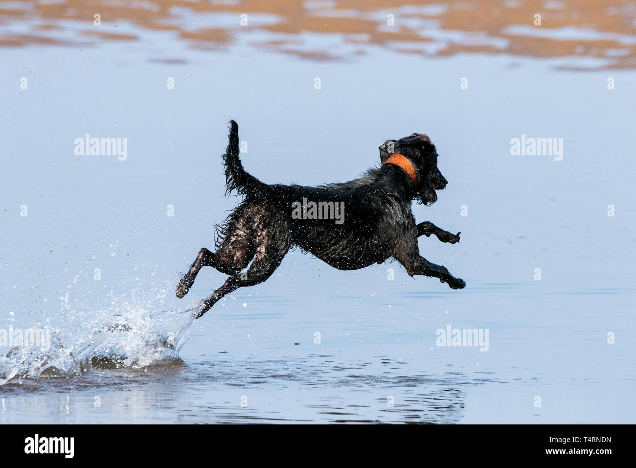 Southport, Merseyside, UK. 19. April 2019. Hunde Tag heraus. Auf einem herrlich warmen und sonnigen Karfreitag, Hunde haben den besten Tag überhaupt, wie Sie spielen und kühlen Sie sich in einem Pool von Wasser am Strand in Southport, Merseyside. Credit: cernan Elias/Alamy leben Nachrichten Stockfoto