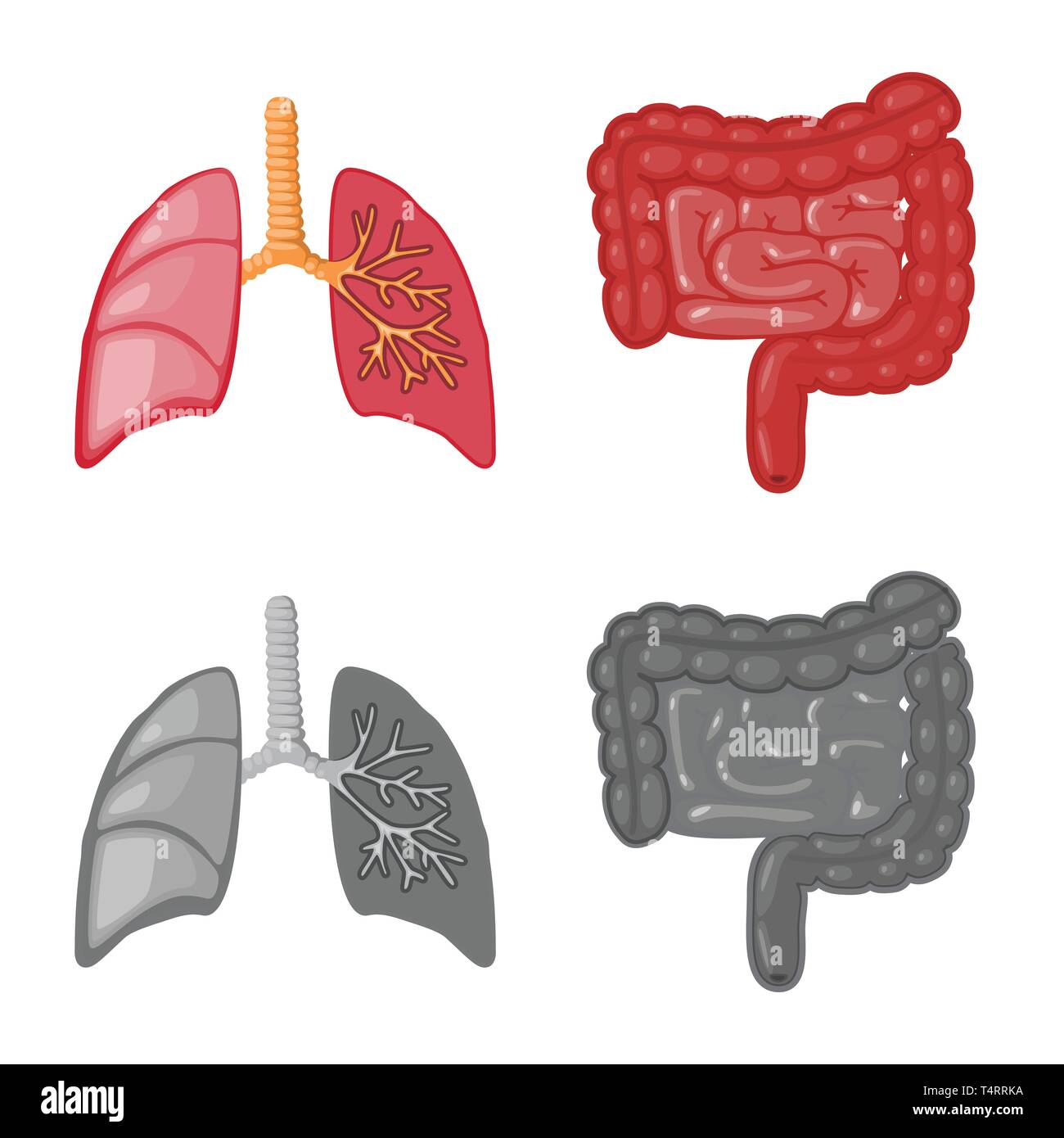 Lunge, Luftröhre, Lungen-, Darm, Arterie, Magen-Darm, Atemwege