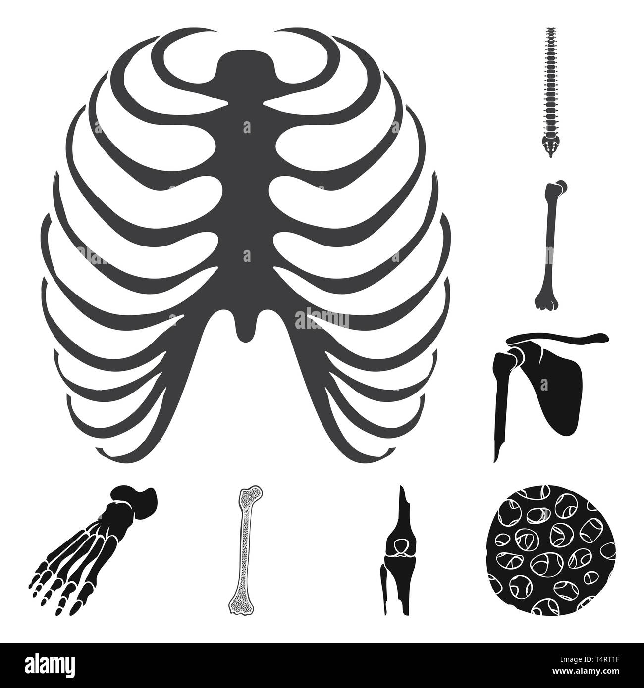 Rippe, Oberschenkel, Fuß-, Faser-, Käfig, Wirbelsäule, gebrochen, Becken, Knöchel, Bony, gesund, Röntgen, Chiropraktik, Wadenbein, Hüfte, Bein, wissenschaftliche, Körper, Backbone, Shin, der Becken-, Podologie, Knie, Muskeln, Wirbelsäule, Schienbein, Vorfuß, Epithel, Brustbein, Biologie, Medizin, Knochen, Skelett, Anatomie, menschliche, Organe, Medizin, Klinik, Set, Vector, Icon, Illustration, isoliert, Sammlung, Design, Element, Grafik, Zeichen, Schwarz, einfachen Vektor Vektoren, Stock Vektor