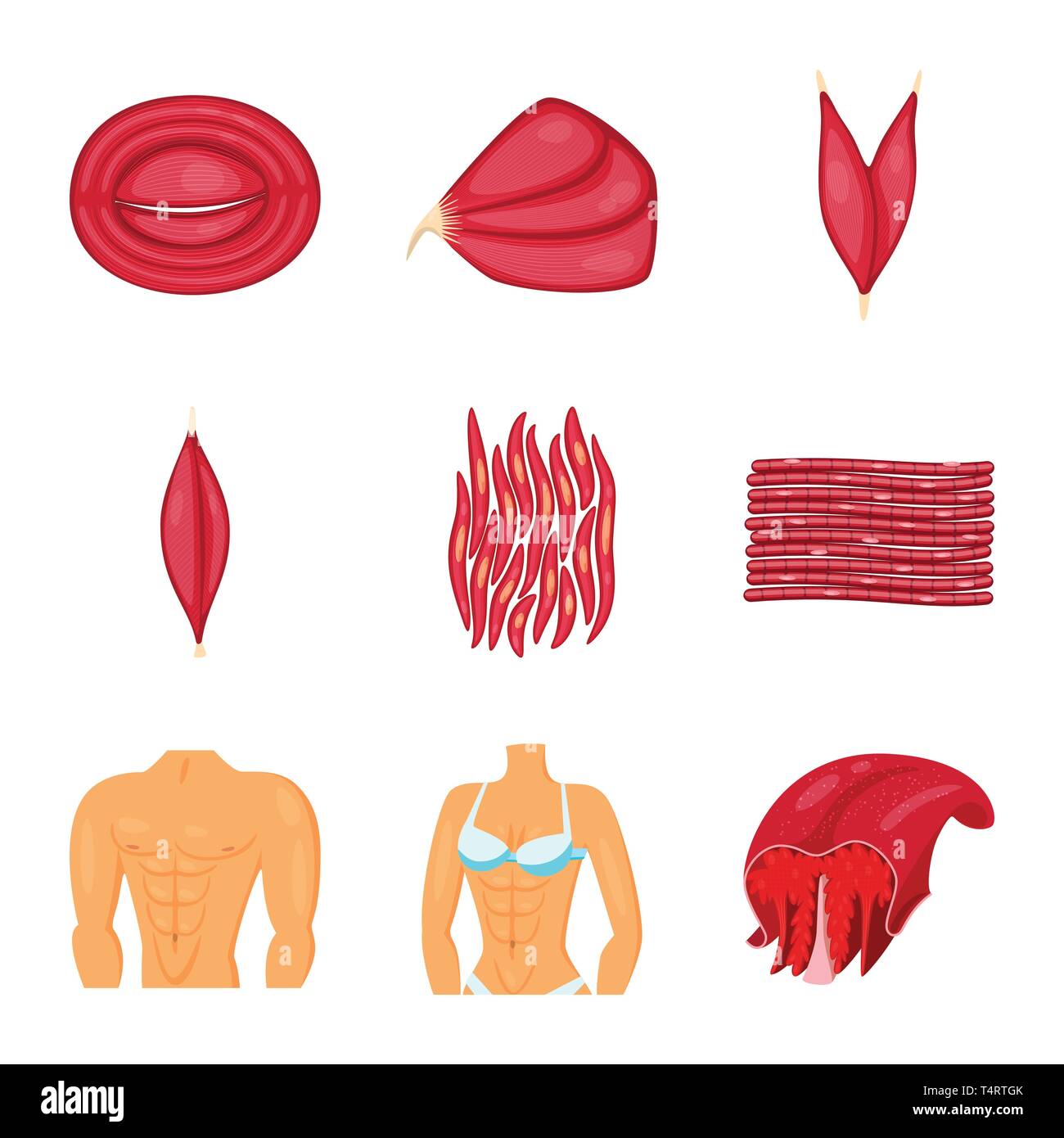 Isoliertes Objekt der Muskeln und Zellen Symbol. Satz von Muskel- und Anatomie vektor Symbol für das Lager. Stock Vektor