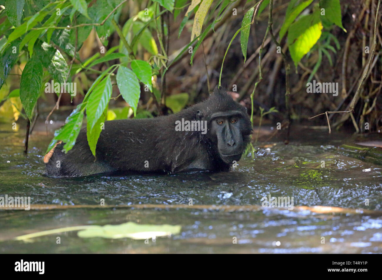 Crested schwarzen Makaken in einem Fluss in Sulawesi Indonesien Stockfoto