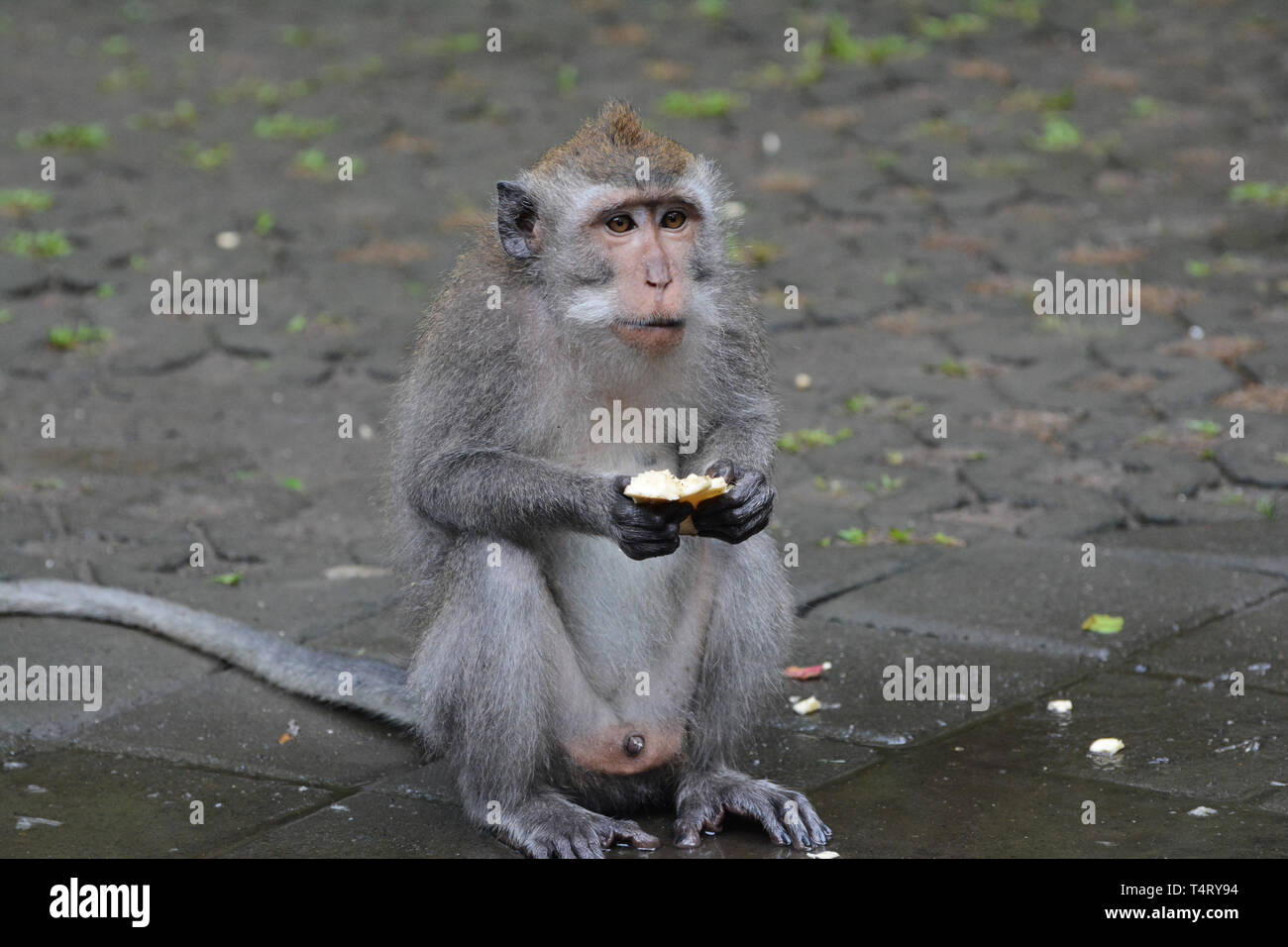 Affe, Essen Stockfoto