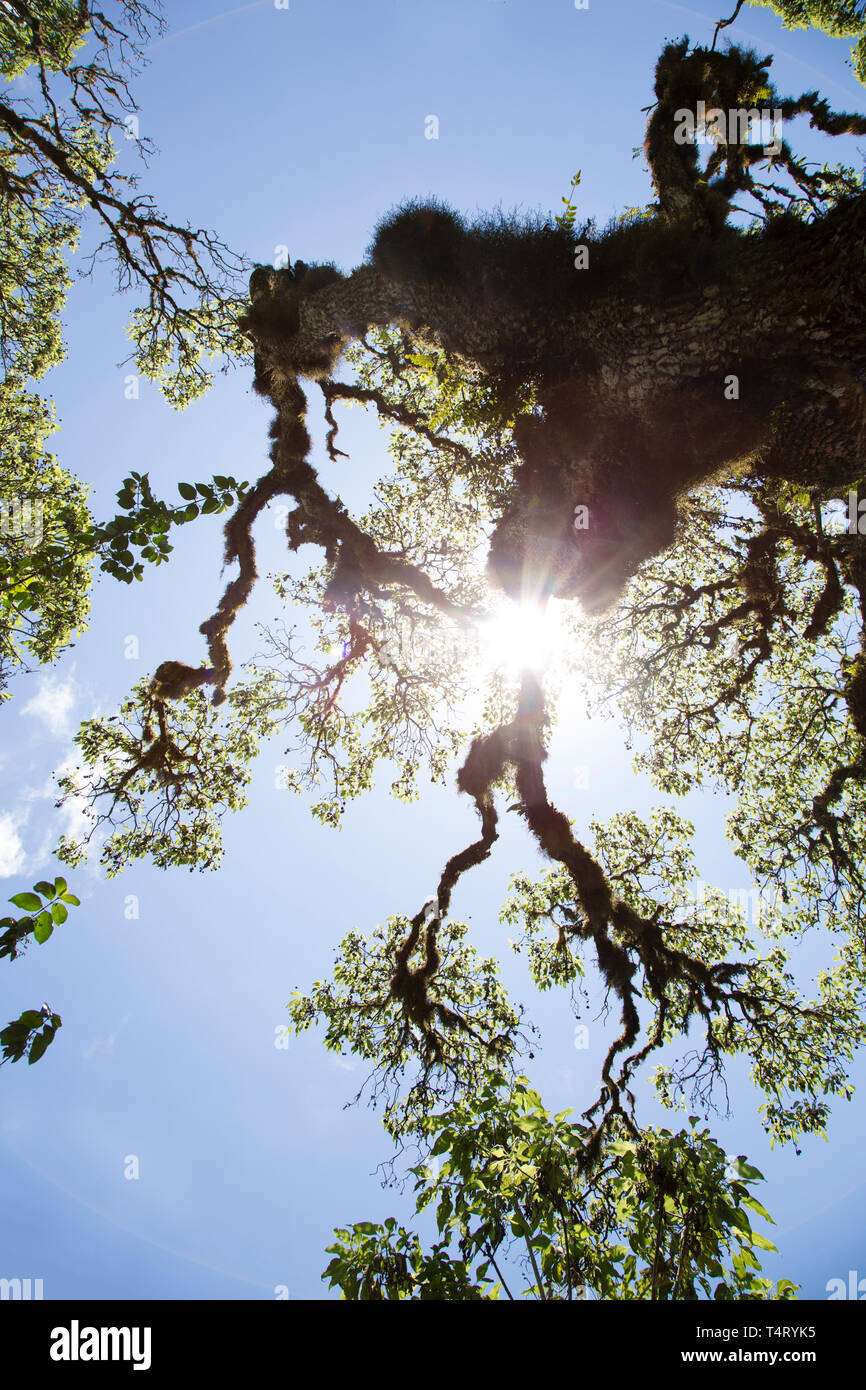Scalesia Baum in den Himmel Stockfoto