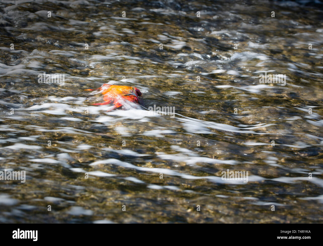 Nach Sally Lightfoot Crab unter Wave Stockfoto