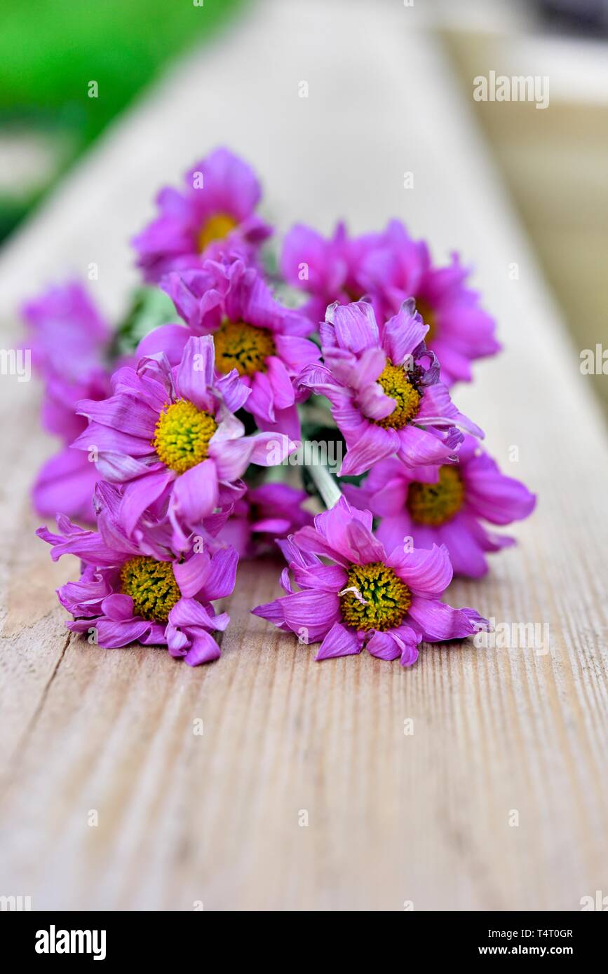 Rosa Gerbera, Asteraceae, tote Blumen, Stockfoto