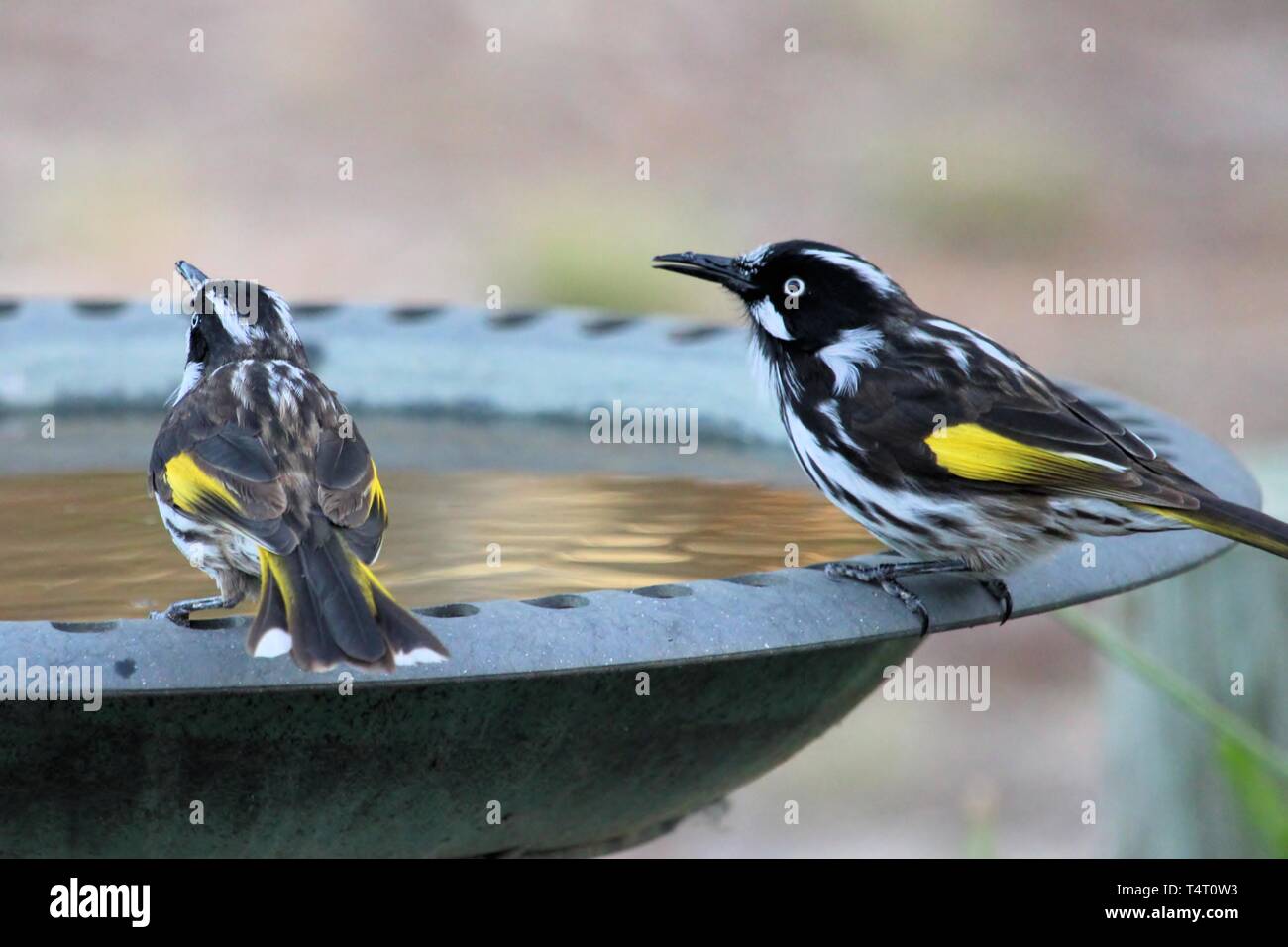 New Holland Honeyeaters (Phylidonyris novaehollandiae) an birdbath, South Australia Stockfoto